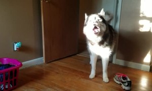 Stubborn husky brings back stolen shoe after being confronted