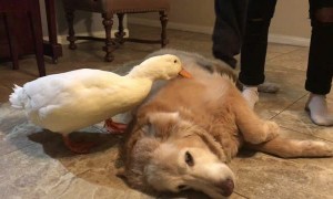 Duck is Protective of Pooch