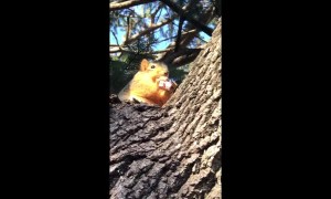 Squirrel Buddy Loves Snacks