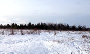 Friendly horse and dog play around in the snow