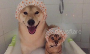 Cat and dog buddies take a bubble bath together