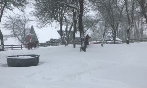 Horses Frolic and Play in the Snow
