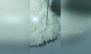 Cook slices tofu down to minute threads with expert knifework