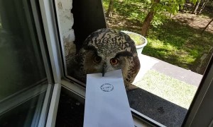 Messenger Owl with Attitude
