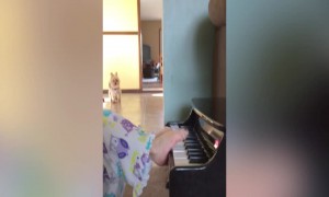Little Girl is Pianist in the Making