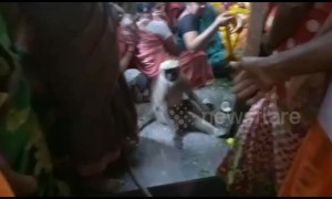 Wild monkey gatecrashes funeral and mimicks mourners consoling family