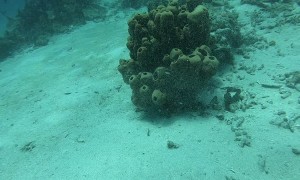 Color Changing Cuttlefish