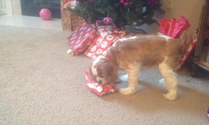 Pets Love Presents, Too!