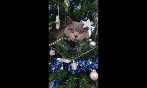 7kg cat scales 7ft Christmas tree