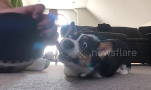 Corgi puppy loves being dragged around in circles