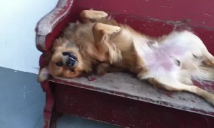 Chow Chows and Pomeranians: the Cutest!!!