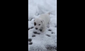 Jack Russell Terrier puppy experiences his first snow