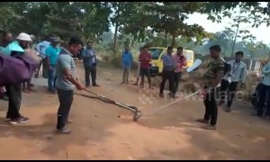 Outcry against amateur snake catchers turning cobra rescue into photo-op
