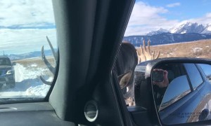 Magical Moment with a Couple of Moose