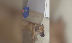 Dog Goes Crazy when Music is Playing