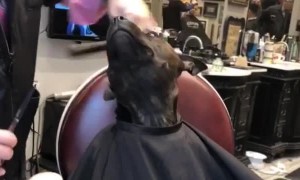 Precious Pup Gets Prettied Up