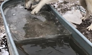 Dog Helps Retrieve Ice