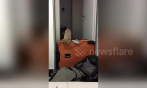 Determined puppy trespasses into room despite suitcase obstacle