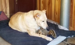 Unlikely Animal Friendships