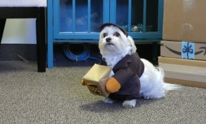 Delivery Dog Surprises Delivery Driver