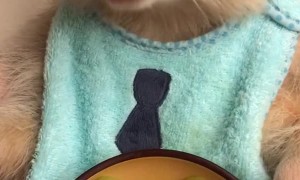 Gold Raccoon Munches on Grapes