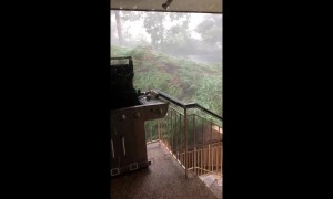 Near miss for family when storm fells huge tree in Sydney, Australia