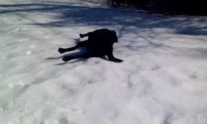 Labrador dog absolutely loves to body slide in the snow