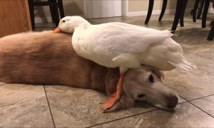 Dogs Make the Best Cuddle Buddies