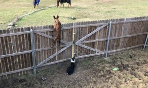 Dogs stare at grazing horses from behind fence