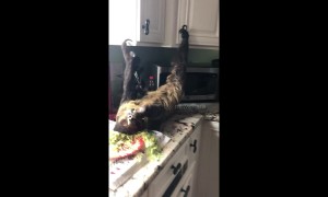 Adorable footage of pet sloth lying upside down eating salad