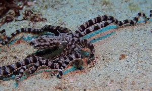 Fish Attacks Octopus