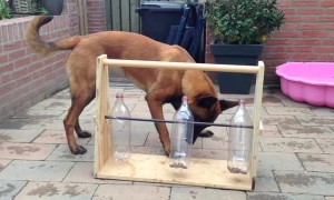Dog figures out tricky bottle puzzle for treats