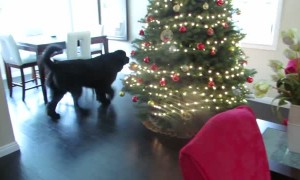 Giant Newfoundland dog plays hide and seek with toddler