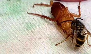 Wasp beheads cockroach on dining table and then flies off