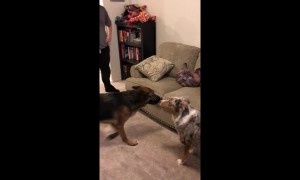 Dog terrified of cat cushion