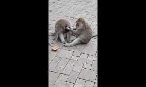 Monkey patiently cleans little brother's face in Bali, Indonesia