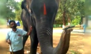 Elephant shows off harmonica-playing skills in India village