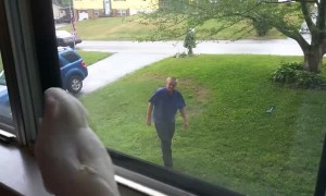 Cockatoo is absolutely thrilled when owner arrives home