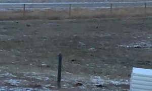 Unstoppable Hay Bales Caused by High Winds