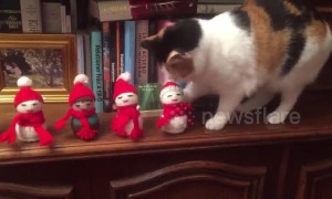 Taiga the cat is an absolute Scrooge