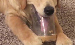 Dog Wants Last Lick of Peanut Butter