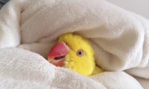 Snuggling parrot has hard time getting out of cozy bed