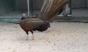 Love Dance of the Crested Argus