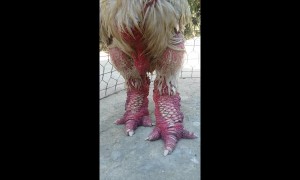 Chicken strut: Vietnam-raised bird has the most humungous legs