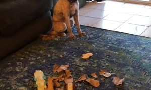 Dogs Busted Rummaging Through Garbage