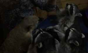 Surrounded at Snack Time