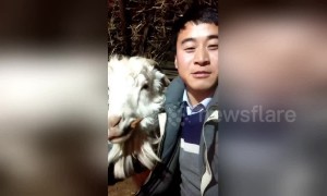 Greedy goat becomes internet celebrity as it always steals owner’s food