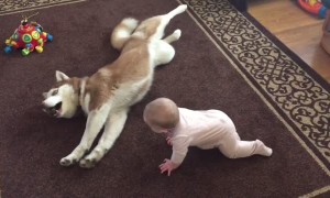 Siberian Husky cautiously (and adorably!) plays with baby