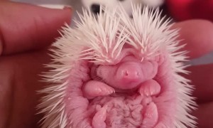 Adorable Baby African Pygmy Hedgehogs