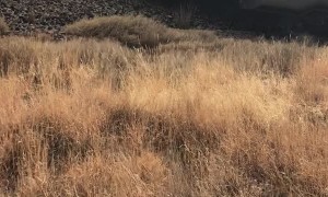 Train Tramples Semi Truck